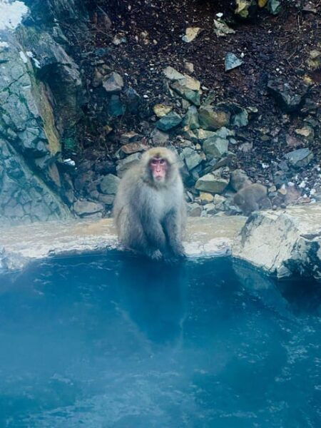 Snow Monkey Park Day Tour Pick-up and Drop-off From Nagano - Preparation Tips
