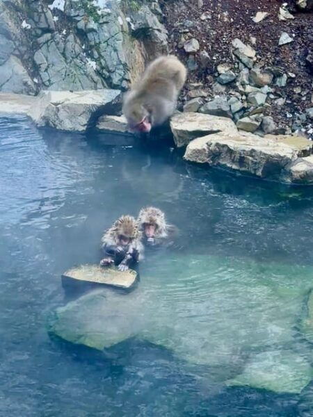 Snow Monkey Park Day Tour Pick-up and Drop-off From Nagano - Frequently Asked Questions