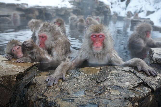 Snow Monkey Park & Miso Production Day Tour From Nagano - Tour Details