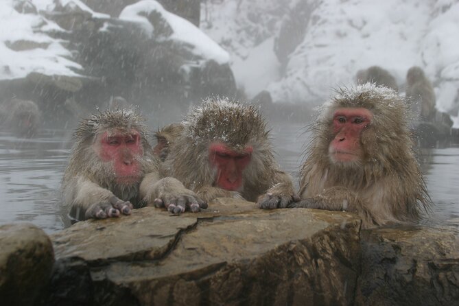 Snow Monkey Park & Miso Production Day Tour From Nagano - Monkey Park Experience