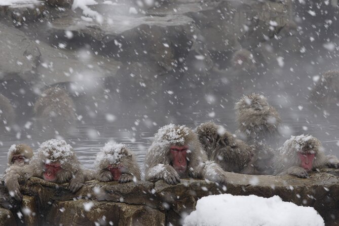 Snow Monkey Park & Miso Production Day Tour From Nagano - The Sum Up