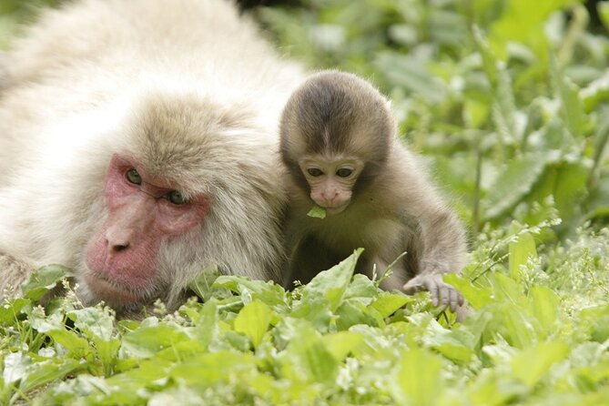 Snow Monkey Park & Miso Production Round Trip Day Tour From Tokyo - Common Questions
