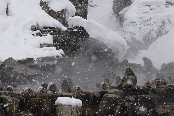 Snow Monkey Park & Miso Production Round Trip Day Tour From Tokyo - The Sum Up