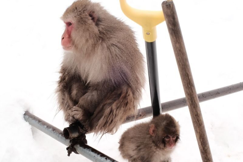 Snow Monkey Park & Togakushi Shrine Private Day Tour from Nagano - Why a private vehicle can make this route practical