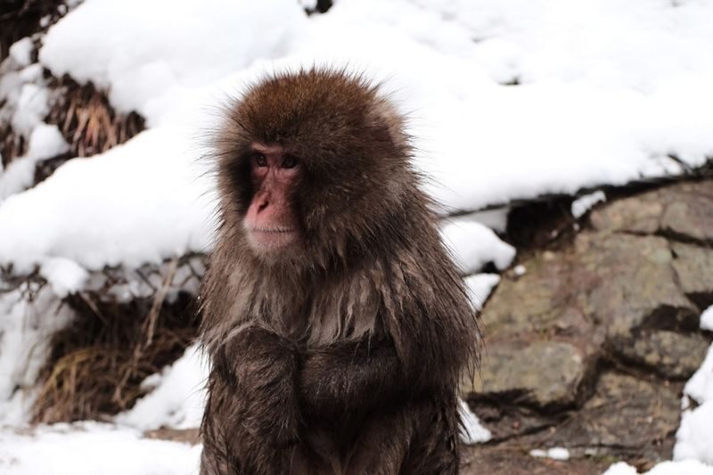 Snow Monkey Park & Togakushi Shrine Private Day Tour from Nagano - Walk the cedar path to Togakushi’s inner shrine