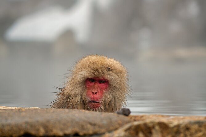 Snow Monkey Park & Zenkoji Private Tour (Customizable) - Good To Know