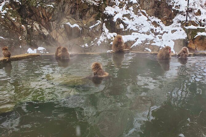 Snow Monkey Park & Zenkoji Private Tour (Customizable) - The Sum Up