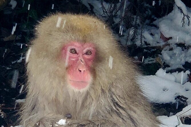 Snow Monkey Park & Zenkoji Private Tour (Customizable) - Frequently Asked Questions