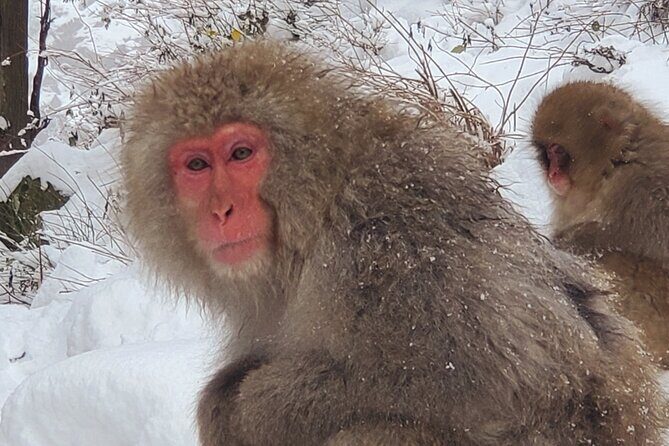 Snow Monkey Park & Zenkoji Private Tour (Customizable) - Good To Know