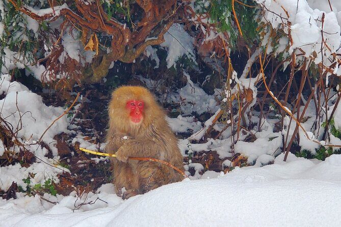 Snow Monkey Park & Zenkoji Private Tour (Customizable) - FAQ