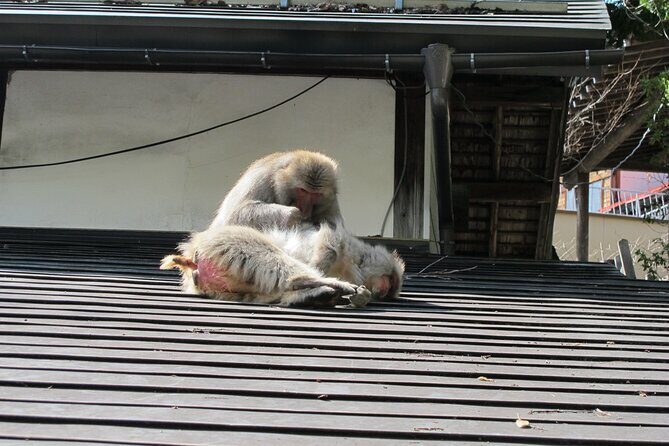 Snow Monkey & Shibu Onsen Private Tour (Nagano, Myoko, Madarao) - An In-Depth Look at the Tour