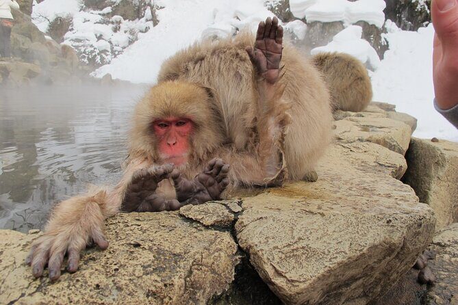 Snow Monkey & Shibu Onsen Private Tour (Nagano, Myoko, Madarao) - Pricing and Value