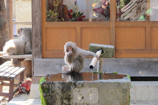 Snow Monkey & Shibu Onsen Private Tour (Nagano, Myoko, Madarao) - Introducing the Snow Monkey & Shibu Onsen Private Tour