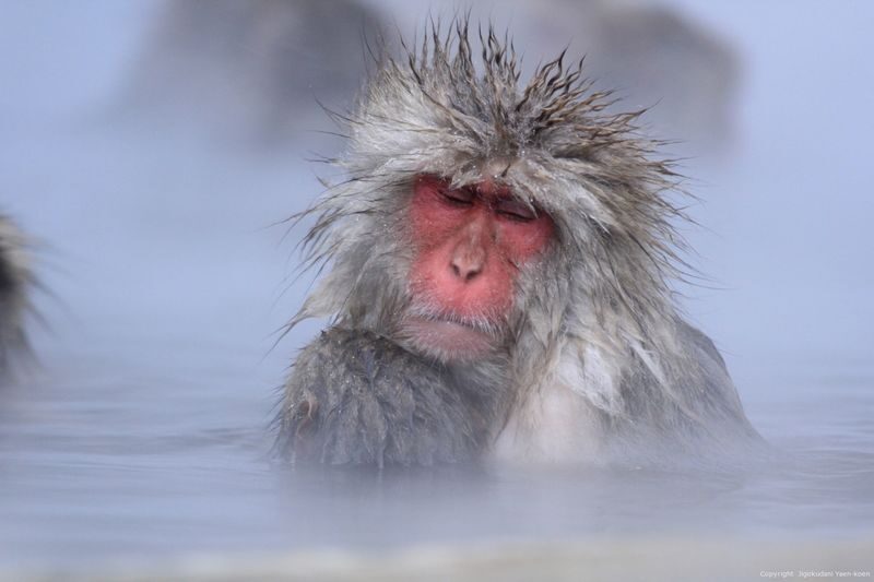 Snow Monkey Tour from Tokyo with Beef Sukiyaki Lunch - Key points before you book