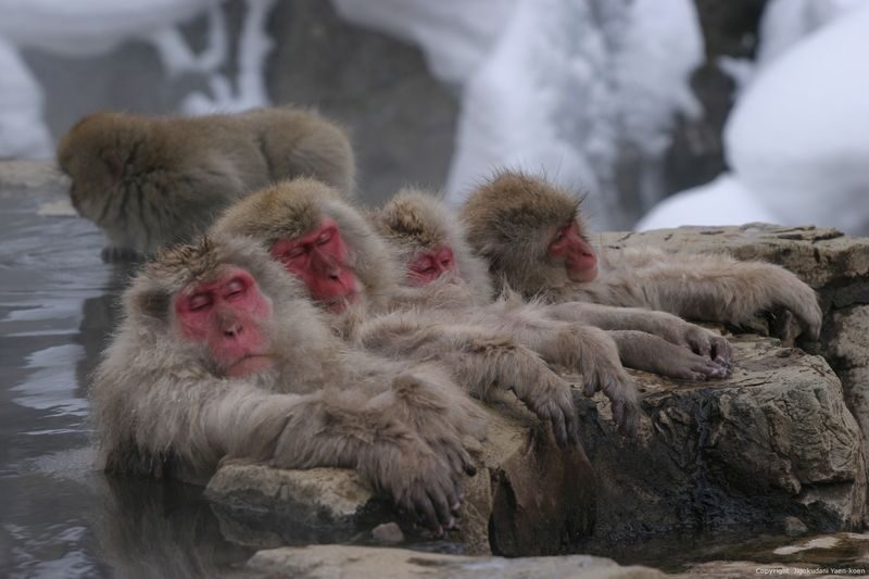 Snow Monkey Tour from Tokyo with Beef Sukiyaki Lunch - The monkey park is the main event