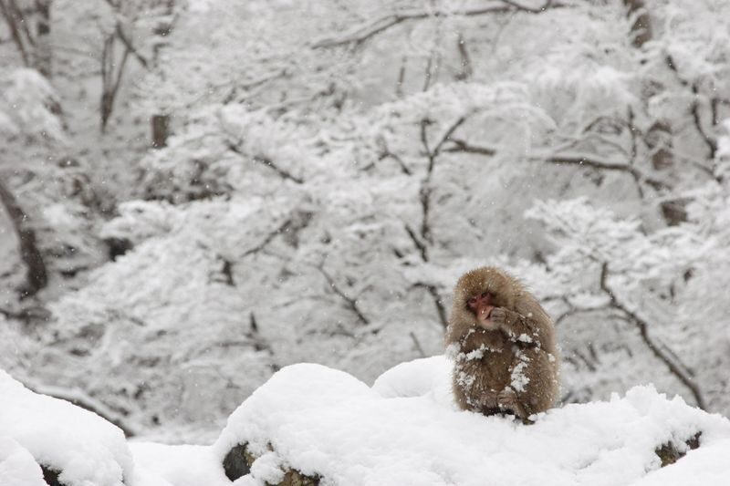 Snow Monkey Tour from Tokyo with Beef Sukiyaki Lunch - The coach turns a complicated day into one plan