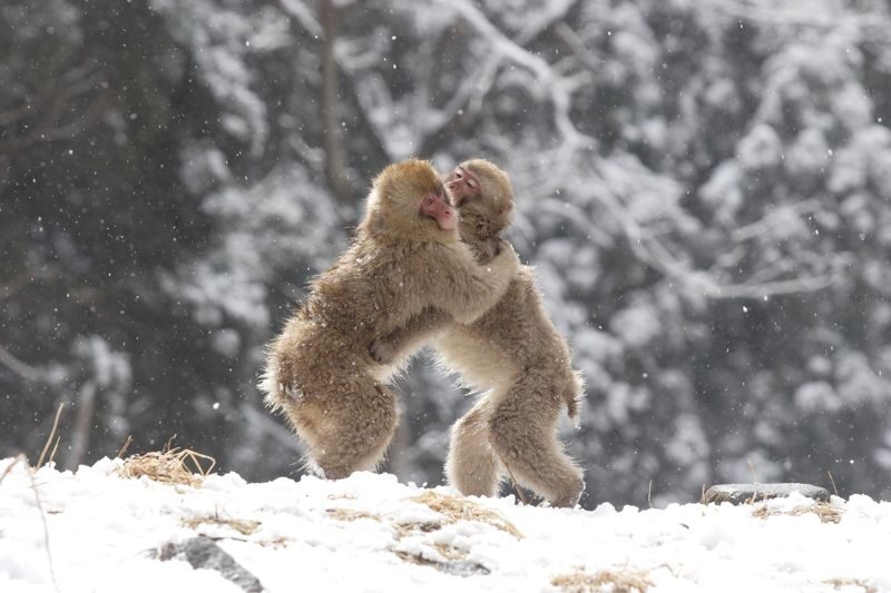 Snow Monkey Tour from Tokyo with Beef Sukiyaki Lunch - Kamakura Snow Dome Village may round out the route