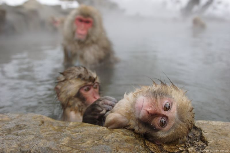 Snow Monkey Tour from Tokyo with Beef Sukiyaki Lunch - Is $111.09 fair value?