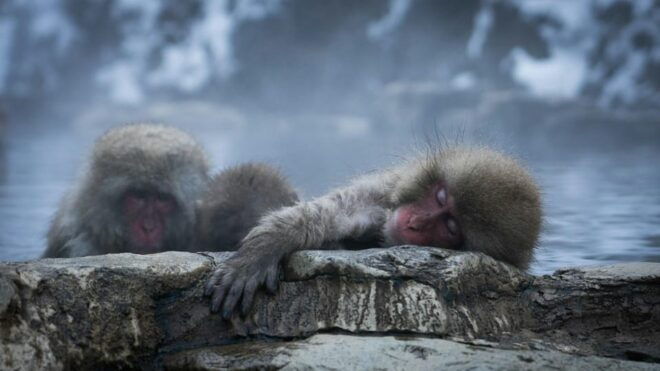 Snow Monkey, Zenko Ji Temple, Sake in Nagano Tour - Exploring Snow Monkey Park