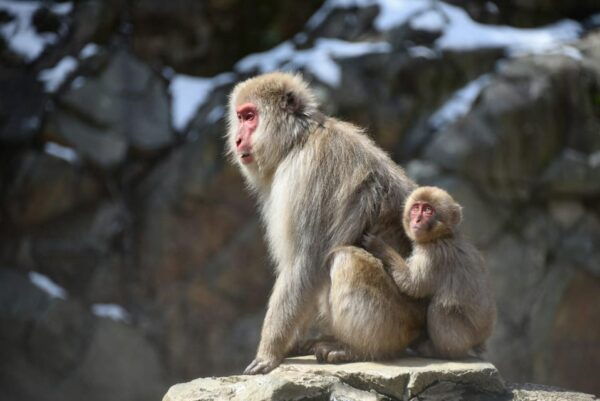 Snow Monkey, Zenko Ji Temple, Sake in Nagano Tour - Frequently Asked Questions