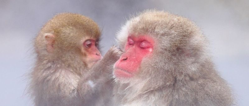 Snow Monkeys, Zenko-ji Temple & Sake in Nagano day tour - Key points before you book