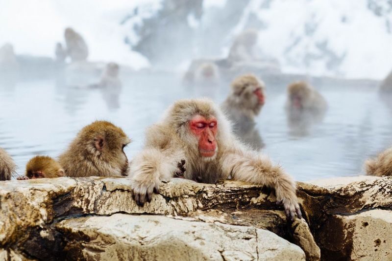 Snow Monkeys, Zenko-ji Temple & Sake in Nagano day tour - A sake tasting with a local stop