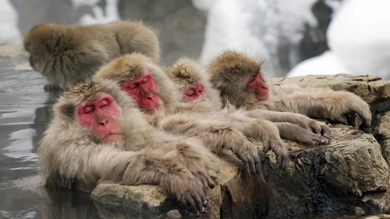 Snow Monkeys, Zenko-ji Temple & Sake in Nagano day tour - Lunch is a real part of the day