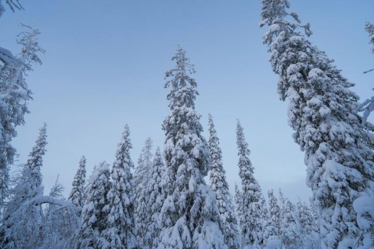Snowshoeing in the Frozen Forest - Booking Details