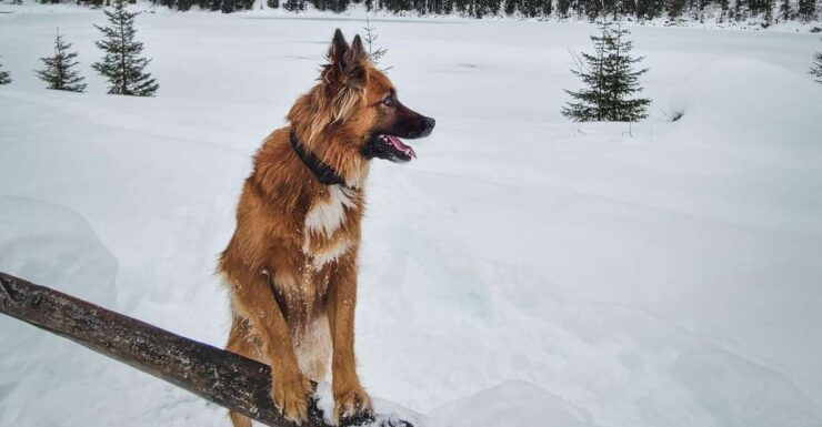 Snowshoes Tour & Winter Kayaking at Switzerland. 3 Days - Activity Details & Duration