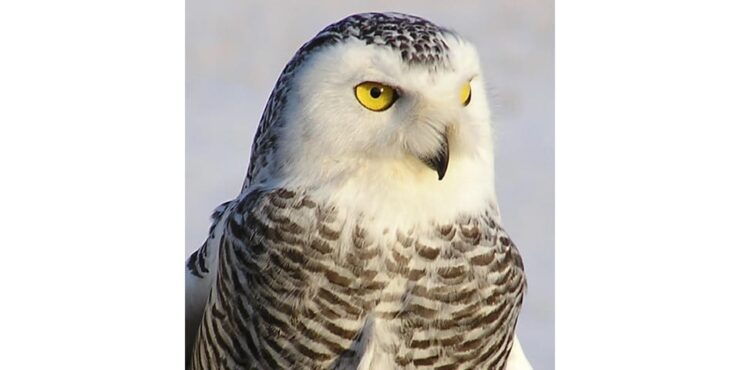 Snowy Owl 12-hour Photography Tour - Good To Know