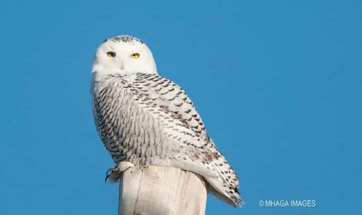 Snowy Owl 12-hour Photography Tour - Experience Highlights