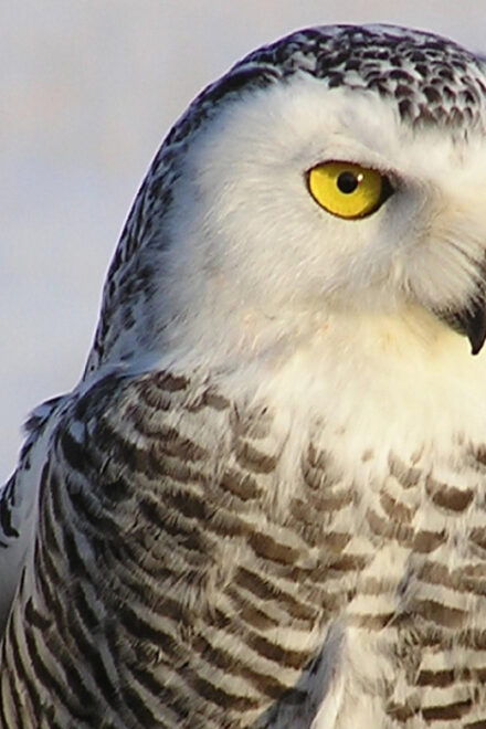 Snowy Owl 12-hour Photography Tour - Inclusions and Exclusions