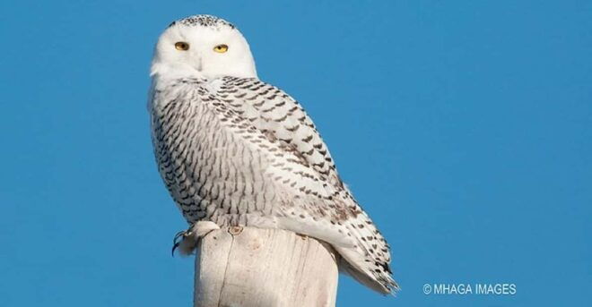 Snowy Owl 12-hour Photography Tour - Meeting Point