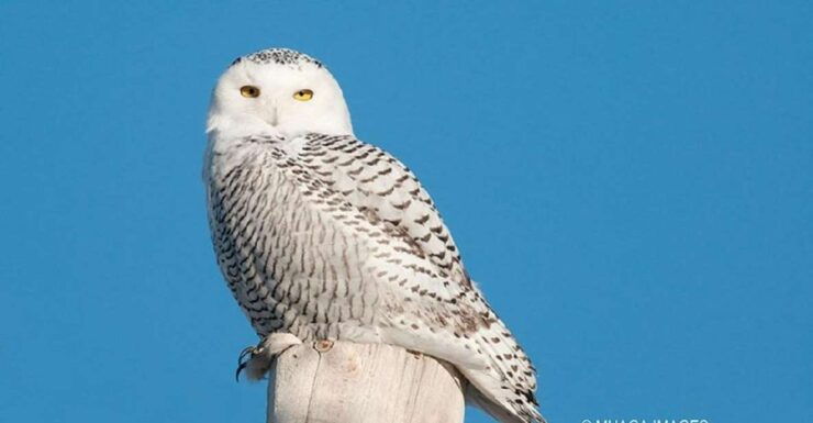 Snowy Owl 8-hour Photography Tour - Tour Overview