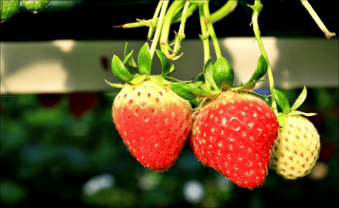 Snowyland With Strawberry Picking & Alpacas or Garden - Activities and Experiences