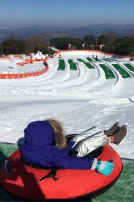 Snowyland With Strawberry Picking & Alpacas or Garden - Visit to Alpaca World