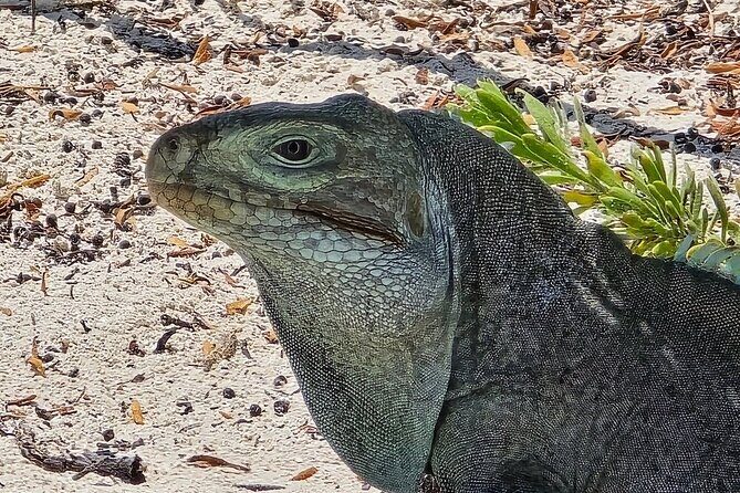 Snuba Adventure at Emerald Reef - A Closer Look at the Snuba Experience