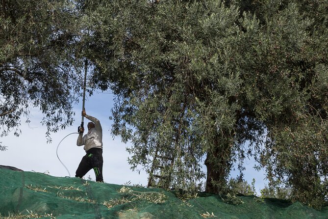 Soap Preparation, Olive Oil Tasting and Lunch - Frequently Asked Questions