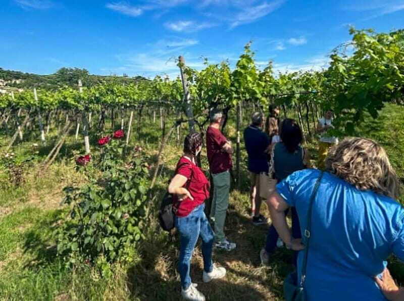 Soave: Wine Tasting and Vineyard Tour in Historical Centre - Good To Know