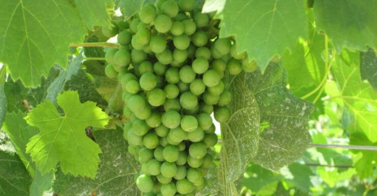 Soave Wine Tasting Tours From Venice, Verona or Padova - Tour Details