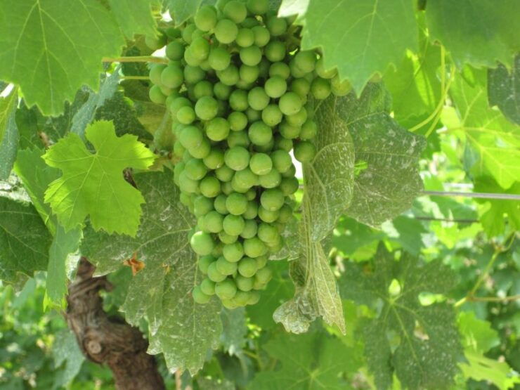 Soave Wine Tasting Tours From Venice, Verona or Padova - Inclusions