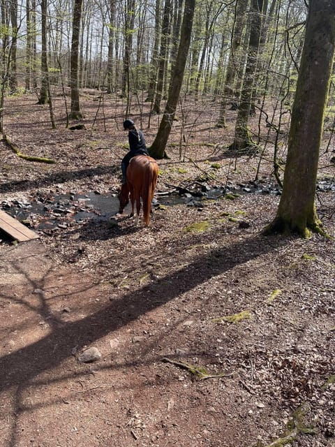 Söderåsen National Park: 1.5h Horseback Ride - Good To Know