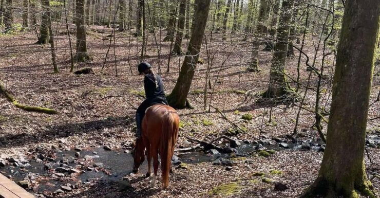 Söderåsen National Park: 1.5h Horseback Ride - Experience Highlights