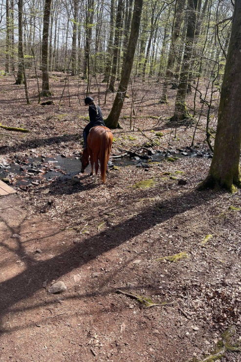 Söderåsen National Park: 3.5h Riding for Experienced Riders - Requirements and Restrictions