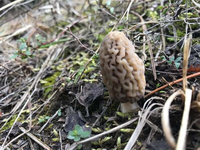 Sofia: Culinary Adventure To The Fungi And Botanical Kingdom - Good To Know