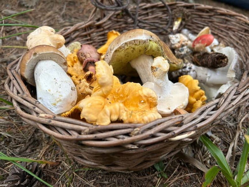 Sofia: Culinary Adventure To The Fungi And Botanical Kingdom - Diving Into the Experience: A Detailed Breakdown