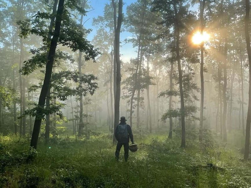 Sofia: Culinary Adventure To The Fungi And Botanical Kingdom - Who Should Consider This Tour?