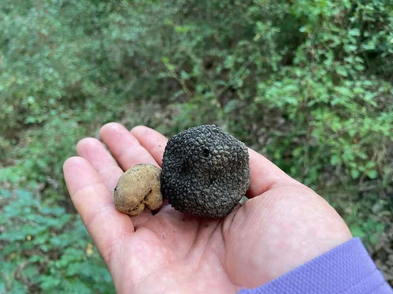 Sofia: Culinary Adventure To The Fungi And Botanical Kingdom - FAQ