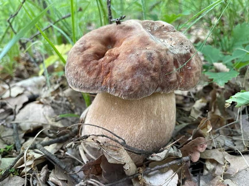 Sofia: Culinary Adventure To The Fungi And Botanical Kingdom - Final Thoughts