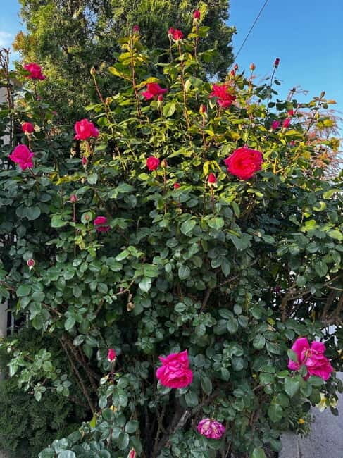 Sofia Kazanluk Rose Valley & Oil Distillery Tour - Good To Know